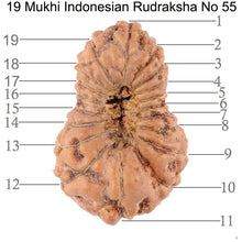 Load image into Gallery viewer, 19 Mukhi Indonesian Rudraksha - Bead 55
