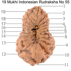 19 Mukhi Indonesian Rudraksha - Bead 55