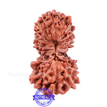 Load image into Gallery viewer, 19 Mukhi Indonesian Gaurishankar Rudraksha - Bead 91
