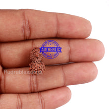 Load image into Gallery viewer, 19 Mukhi Indonesian Gaurishankar Rudraksha - Bead 91
