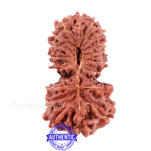 Load image into Gallery viewer, 19 Mukhi Indonesian Gaurishankar Rudraksha - Bead 91
