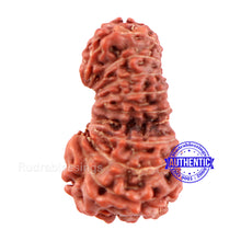 Load image into Gallery viewer, 19 Mukhi Indonesian Gaurishankar Rudraksha - Bead 91
