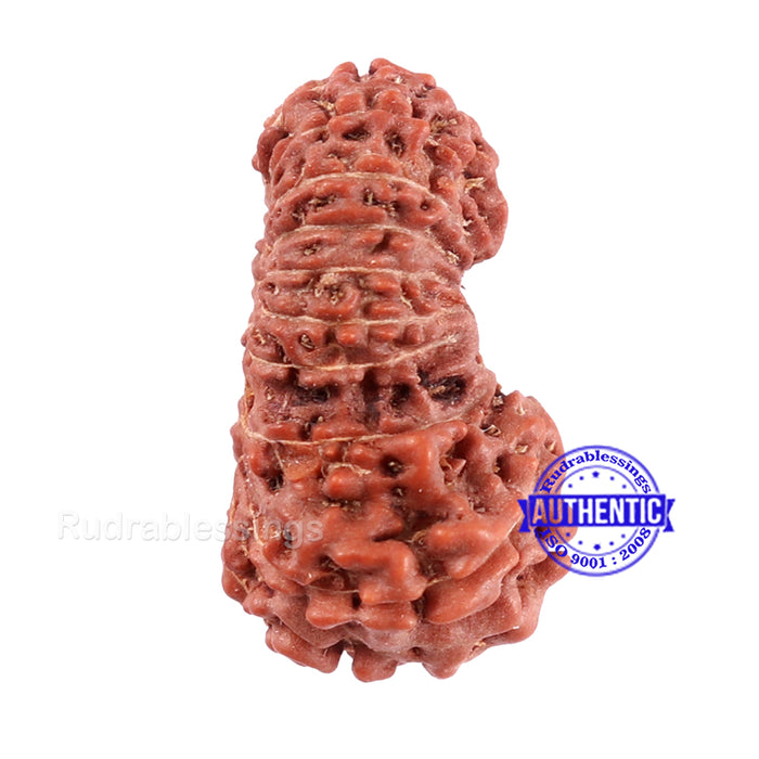 19 Mukhi Indonesian Gaurishankar Rudraksha - Bead 91