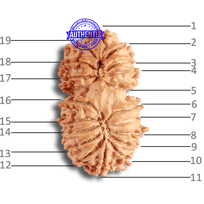 19 Mukhi Gaurishankar Nepalese Rudraksha - Bead No 15