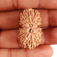 Load image into Gallery viewer, 19 Mukhi Gaurishankar Nepalese Rudraksha - Bead No 15
