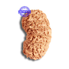 Load image into Gallery viewer, 19 Mukhi Gaurishankar Nepalese Rudraksha - Bead No 15
