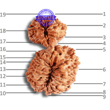 Load image into Gallery viewer, 19 Mukhi Gaurishankar Nepalese Rudraksha - Bead No 16

