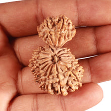 Load image into Gallery viewer, 19 Mukhi Gaurishankar Nepalese Rudraksha - Bead No 16
