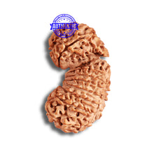 Load image into Gallery viewer, 19 Mukhi Gaurishankar Nepalese Rudraksha - Bead No 16
