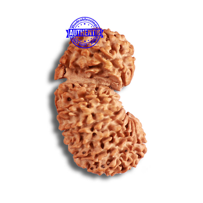 19 Mukhi Gaurishankar Nepalese Rudraksha - Bead No 16