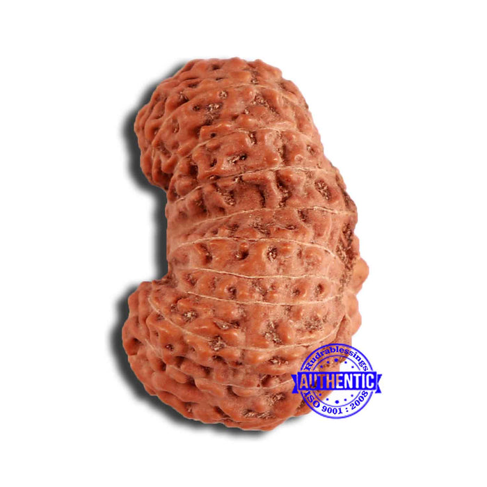 19 Mukhi Indonesian Gaurishankar Rudraksha - Bead 100