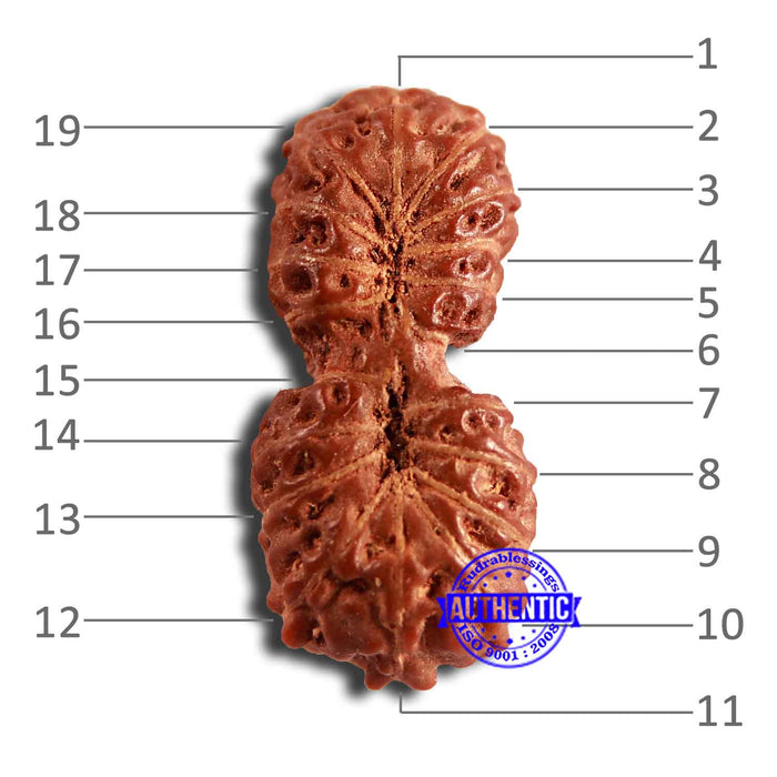 19 Mukhi Indonesian Gaurishankar Rudraksha - Bead 103