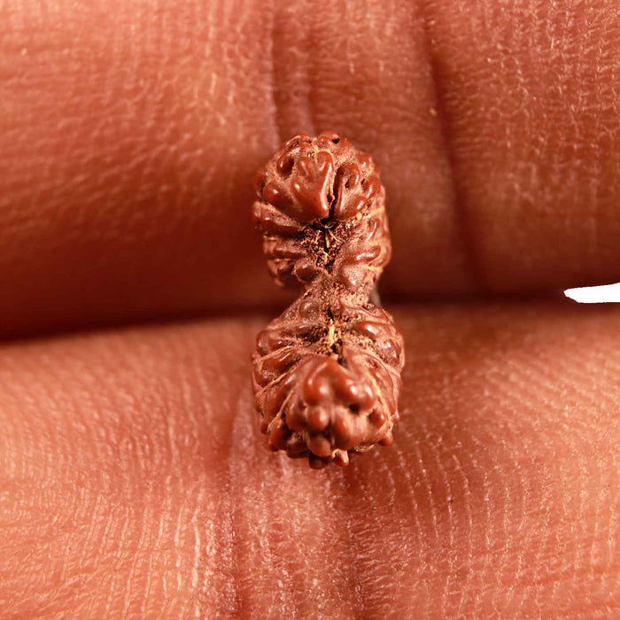 19 Mukhi Indonesian Gaurishankar Rudraksha - Bead 103