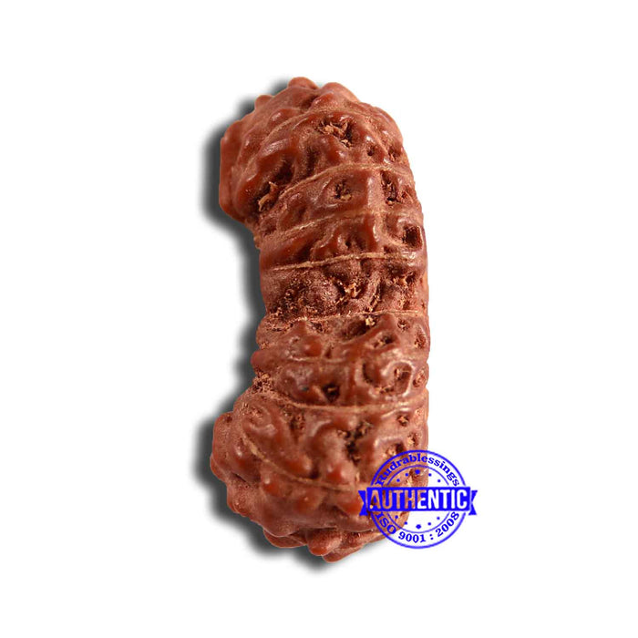 19 Mukhi Indonesian Gaurishankar Rudraksha - Bead 103