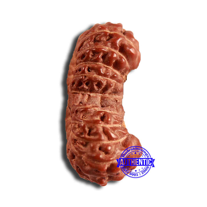 19 Mukhi Indonesian Gaurishankar Rudraksha - Bead 103