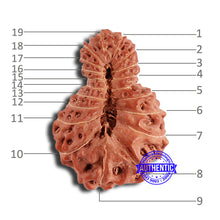 Load image into Gallery viewer, 19 Mukhi Indonesian Rudraksha - Bead 106
