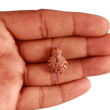 Load image into Gallery viewer, 19 Mukhi Indonesian Rudraksha - Bead 106
