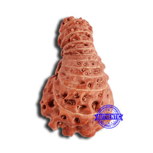Load image into Gallery viewer, 19 Mukhi Indonesian Rudraksha - Bead 106
