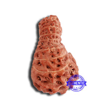 Load image into Gallery viewer, 19 Mukhi Indonesian Rudraksha - Bead 106
