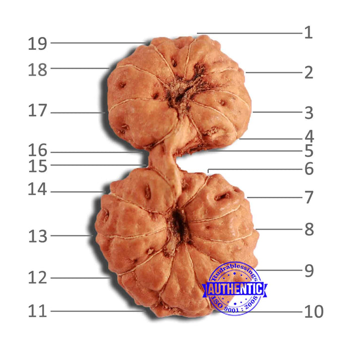 19 Mukhi Indonesian Gaurishankar Rudraksha - Bead 108
