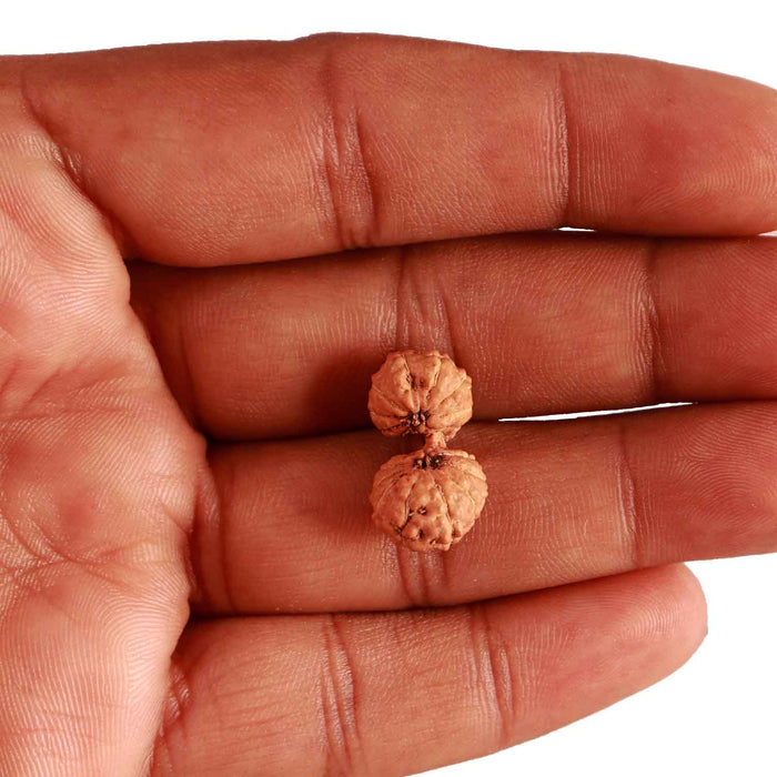 19 Mukhi Indonesian Gaurishankar Rudraksha - Bead 108