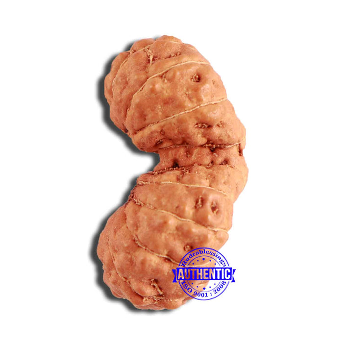 19 Mukhi Indonesian Gaurishankar Rudraksha - Bead 108