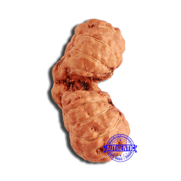 19 Mukhi Indonesian Gaurishankar Rudraksha - Bead 108