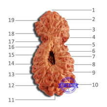 Load image into Gallery viewer, 19 Mukhi Indonesian Gaurishankar Rudraksha - Bead 109

