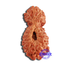 Load image into Gallery viewer, 19 Mukhi Indonesian Gaurishankar Rudraksha - Bead 109
