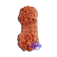 Load image into Gallery viewer, 19 Mukhi Indonesian Gaurishankar Rudraksha - Bead 109
