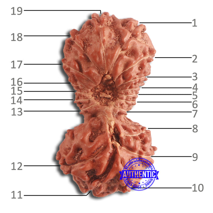 19 Mukhi Indonesian Gaurishankar Rudraksha - Bead 95
