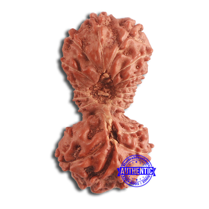 19 Mukhi Indonesian Gaurishankar Rudraksha - Bead 95
