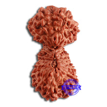 Load image into Gallery viewer, 19 Mukhi Indonesian Gaurishankar Rudraksha - Bead 95
