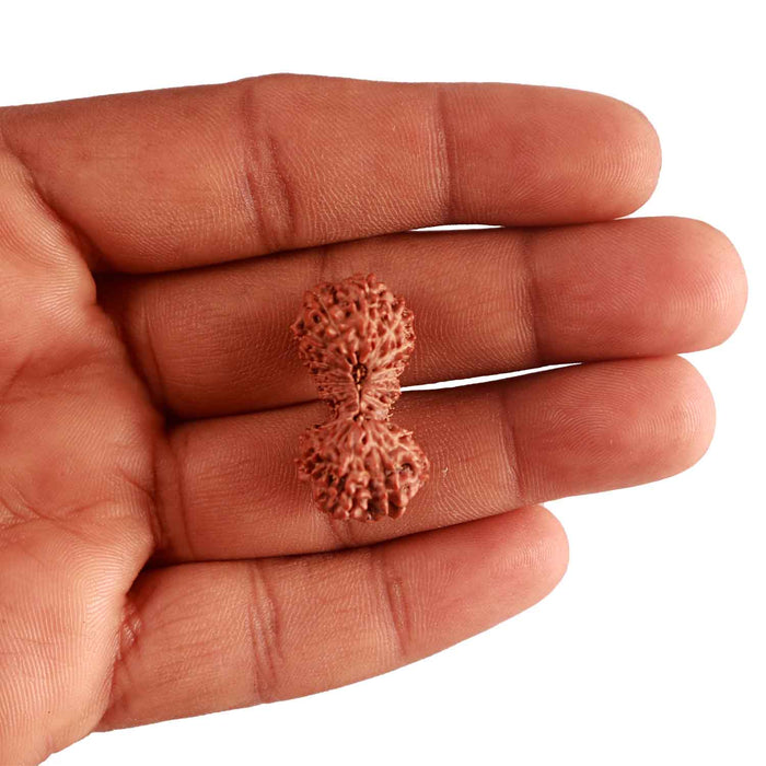 19 Mukhi Indonesian Gaurishankar Rudraksha - Bead 95
