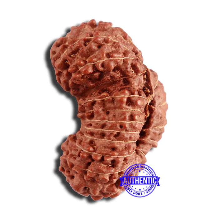 20 Mukhi Indonesian Gaurishankar Rudraksha - Bead 79