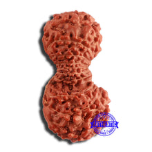 Load image into Gallery viewer, 19 Mukhi Indonesian Gaurishankar Rudraksha - Bead 95
