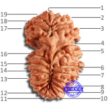 Load image into Gallery viewer, 19 Mukhi Gaurishankar Nepalese Rudraksha - Bead No 17
