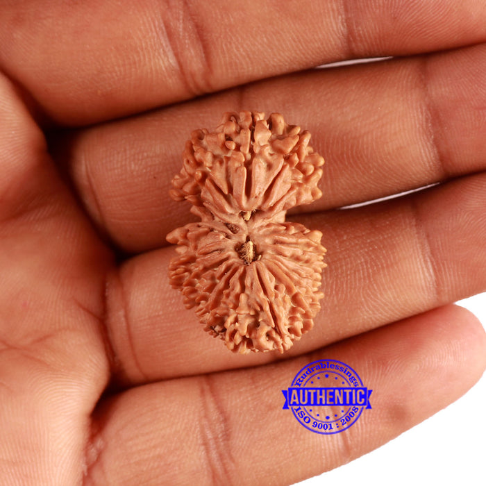 19 Mukhi Gaurishankar Nepalese Rudraksha - Bead No 17