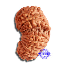 Load image into Gallery viewer, 19 Mukhi Gaurishankar Nepalese Rudraksha - Bead No 17
