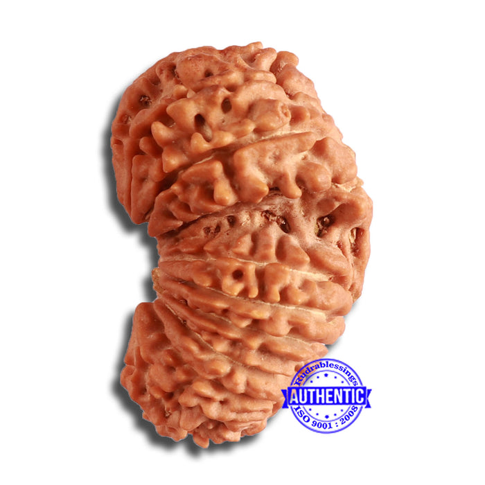 19 Mukhi Gaurishankar Nepalese Rudraksha - Bead No 17