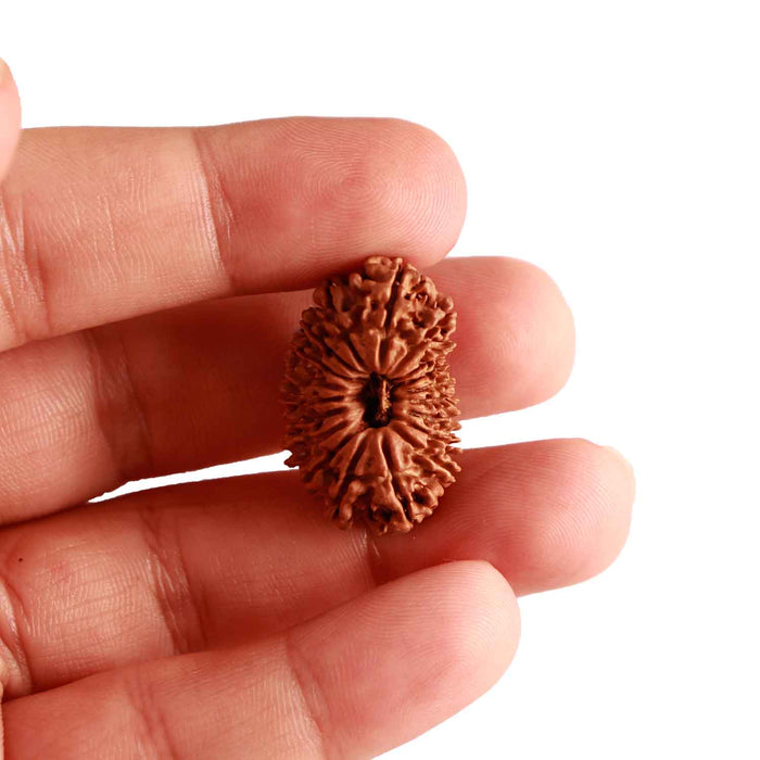 19 Mukhi Nepalese Rudraksha - Bead 11