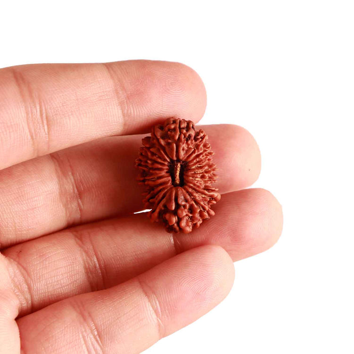 19 Mukhi Nepalese Rudraksha - Bead 12