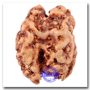 1 + 1 Mukhi Indonesian Gaurishankar Rudraksha - Bead No. 11
