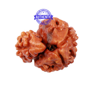 1 + 2 Mukhi Nepalese Gaurishankar Rudraksha