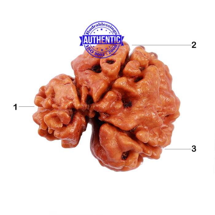 1 + 2 Mukhi Nepalese Gaurishankar Rudraksha
