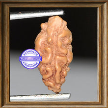 Load image into Gallery viewer, 1 Mukhi Rudraksha from Indonesia - Bead No. 57
