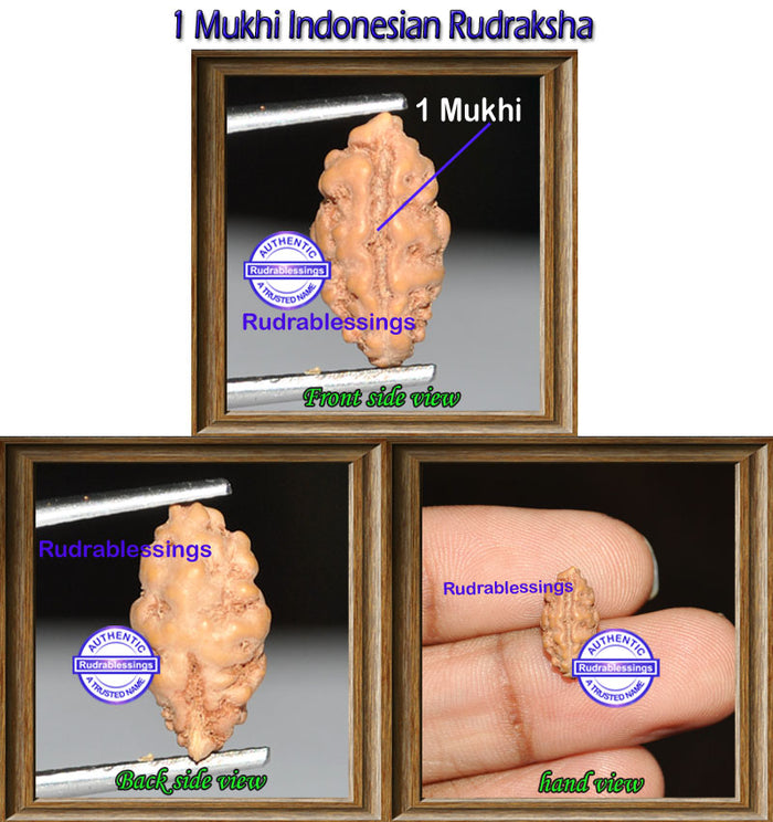 1 Mukhi Rudraksha from Indonesia - Bead No. 61