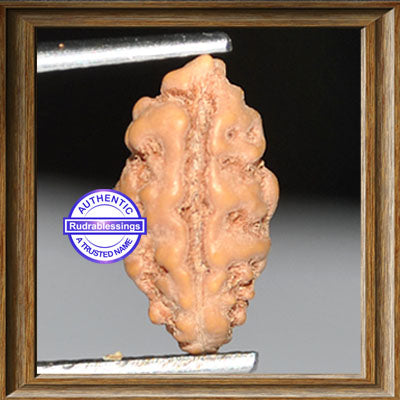 1 Mukhi Rudraksha from Indonesia - Bead No. 61