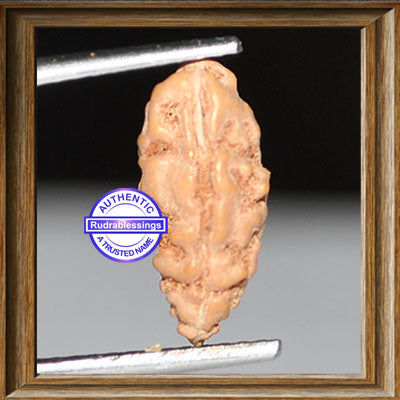 1 Mukhi Rudraksha from Indonesia - Bead No. 64