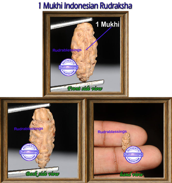 1 Mukhi Rudraksha from Indonesia - Bead No. 84
